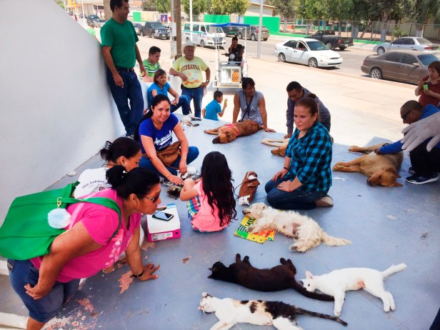 SSA-EsterilizacionesMascotas02