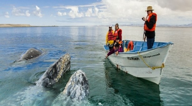 01.- Del 16 al 18 de febrero se inaugura el XXIV Festivakl de la Ballena Gris en Puerto San Carlos..jpg
