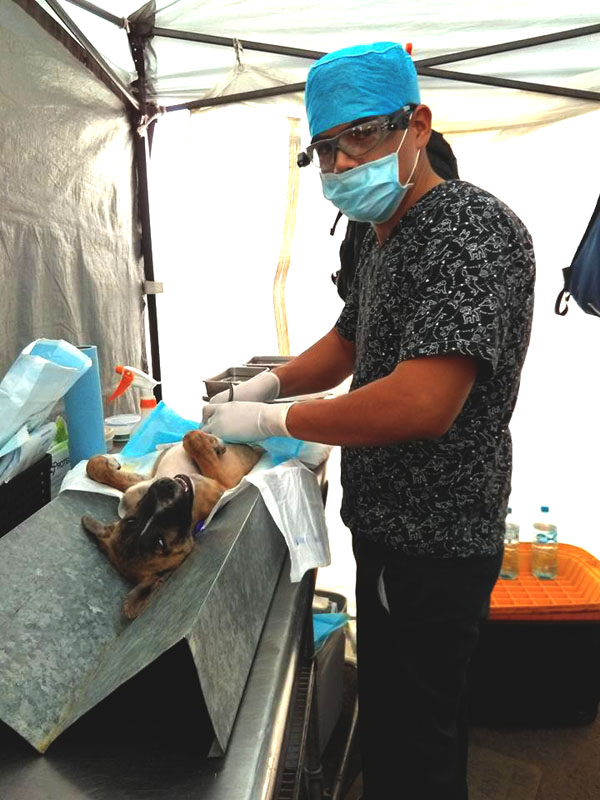 SSA_EsterilizacionesCaninas_LosCabos.jpg