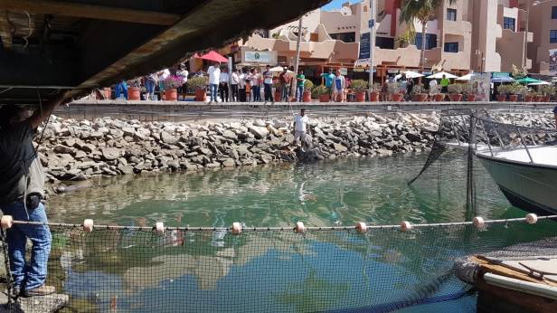 02 ACTIVA PROTOCÓLO ECOLOGÍA PARA ATENCIÓN DE LOBO MARINO HERIDO EN BAHIA SANLUQUEÑA.jpeg