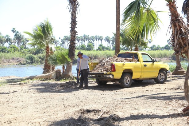 02 EL MATERIAL VEGETATIVO QUE SE RETIRA DEL ESTERO JOSEFINO ES DONADO A 2 VIVEROS DE SJC.jpeg