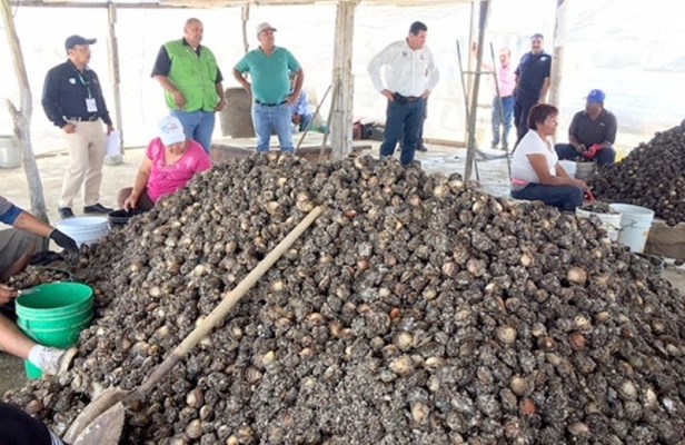 03.-De manera coordinada con diversas autoridades, Gobierno Municipal relaiza supervisión en temporada de almeja catarina para que se cumpla con normas higíenicas.