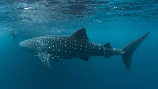 whale-shark02_0.jpg
