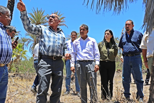 Recorrido a palmar en San Ignacio