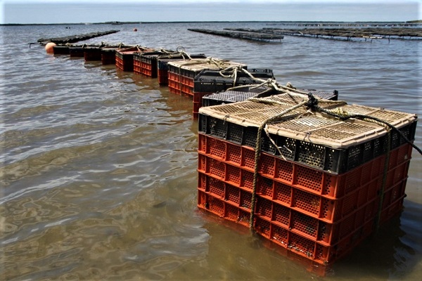 SEPADA_ACUACULTURA (2)