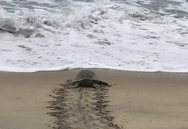 02 Tenemos más de 388 nidos de tortuga en un solo corral- Ariadna Pico Rojas
