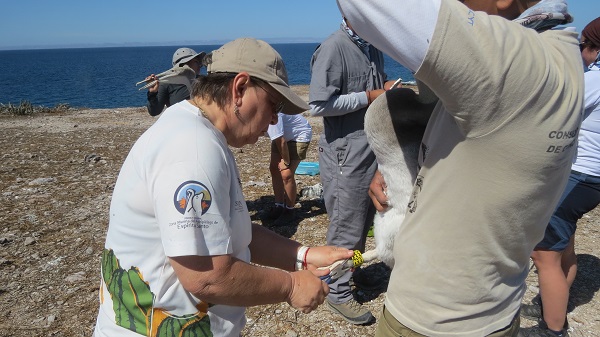 Investigación pelícanos-divulgación UABCS- (6)