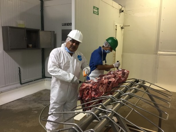 01 Durante este Primer Año de Gobierno incrementan un 25% sacrificios en RATRO TIF Los Cabos