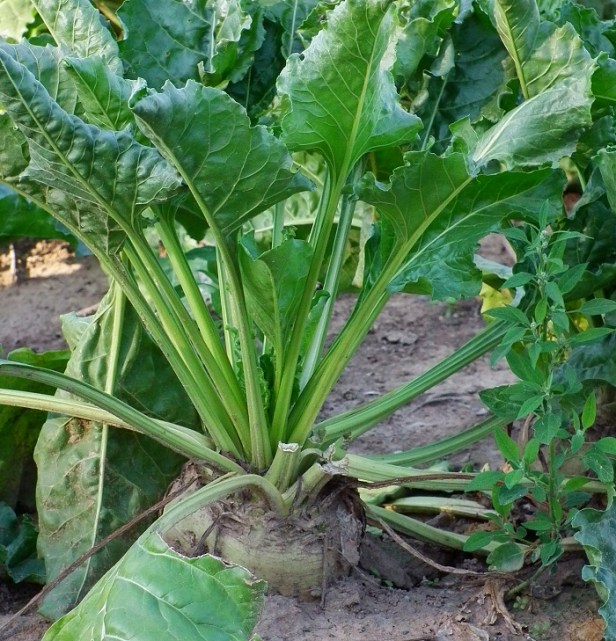 Plantas-en-tierra-de-sal- (2).JPG