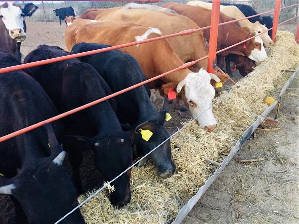 SEPADA_GANADERAS (1)