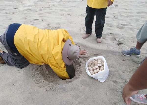 04 Continúan los trabajo de monitoreo durante la temporada de desove de tortugas 2.jpg