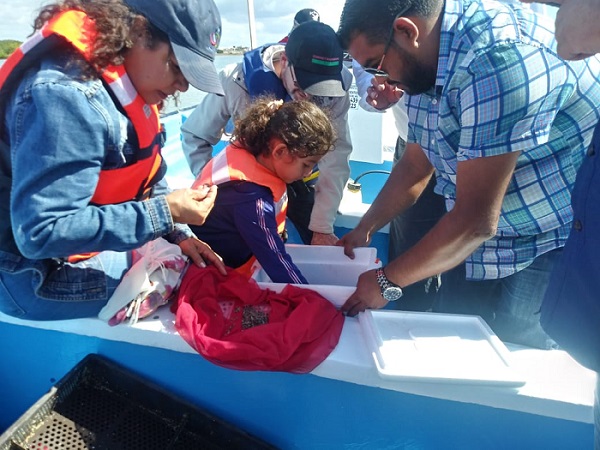 SIEMBRA DE OSTIÓN EN PUERTO CHALE (1)