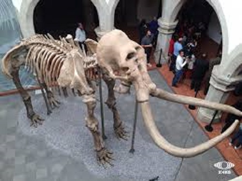 ISC_MAMUT