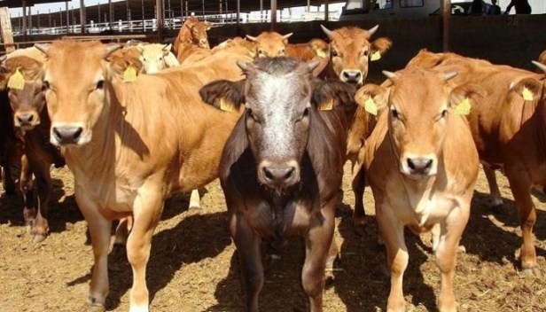 tuberculosis-bovina-696x398