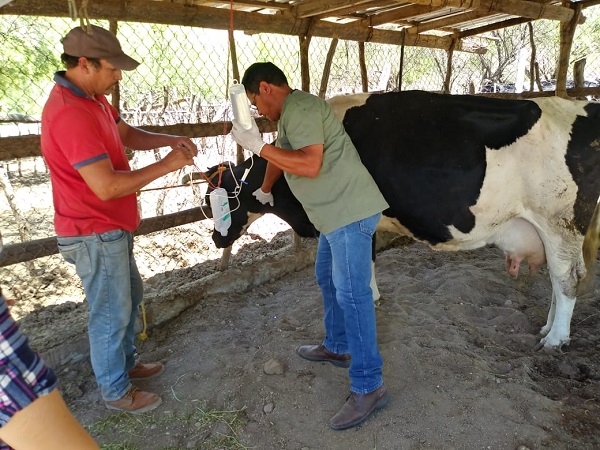 ATENCIÓN GANADO (1)