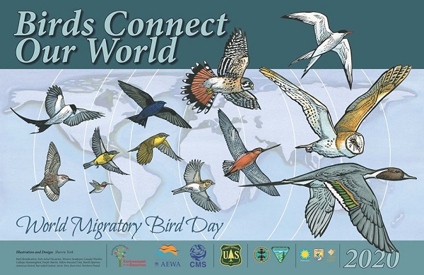 05 Conmemora Gobierno de Los Cabos el Día Mundial de las Aves Migratorias 2020 3