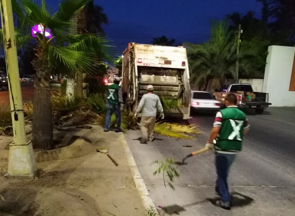 LIMPIEZA PINO PALLAS (5)