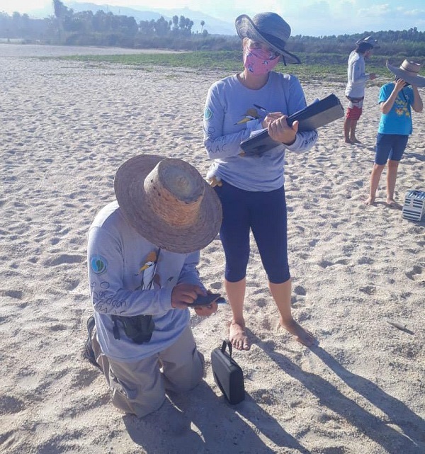 03 Gobierno de Los Cabos continúa el monitoreo del Gallito Marino 1