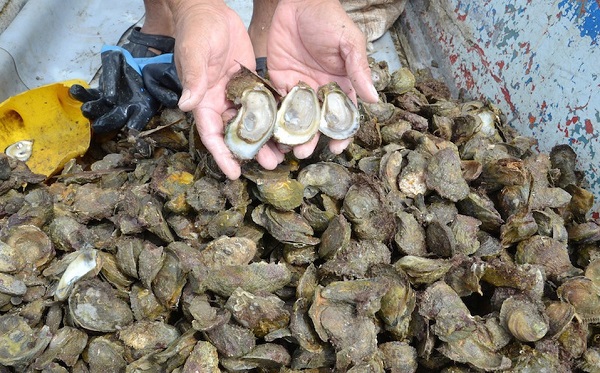 pesca-de-ostion_0_0_800_498