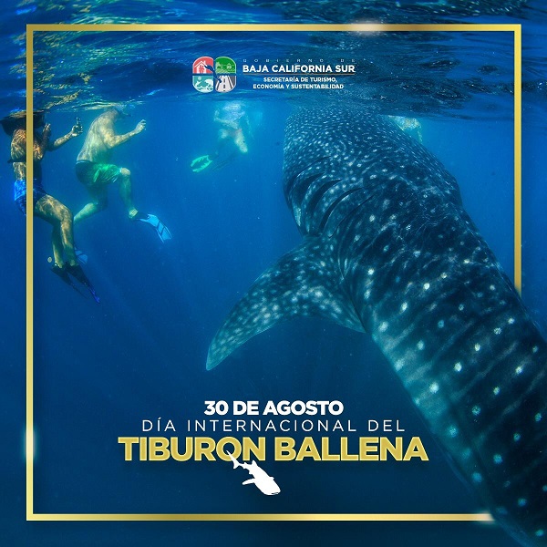 SETUES_TIBURÓN BALLENA