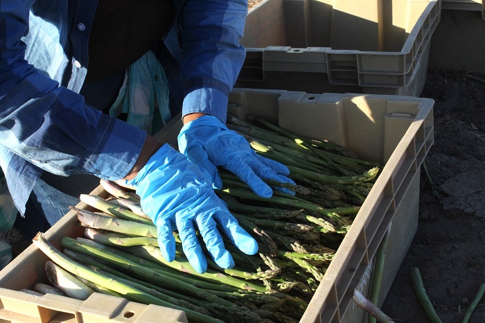 BCS, SEGUNDO LUGAR NACIONAL EN PRODUCCIÓN DE ESPÁRRAGO 